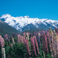 South Island